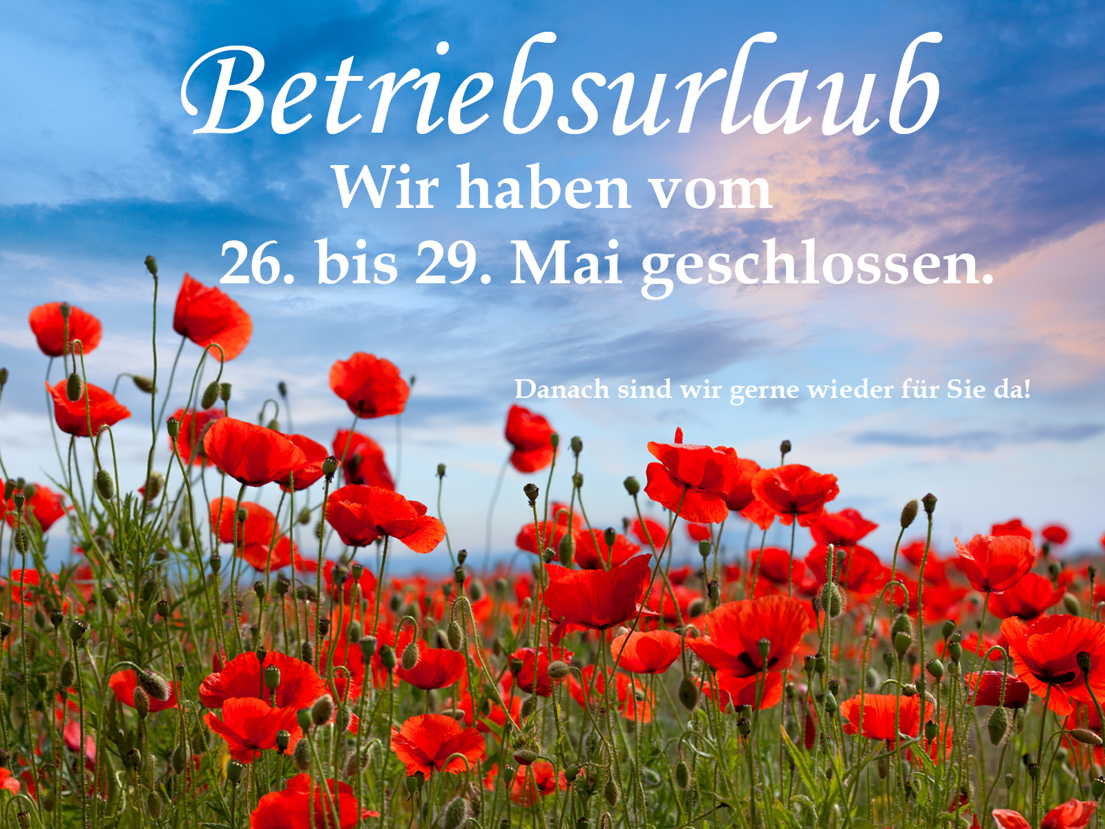Betriebsruhe vom 26. bis 29. Mai. Ein Feld mit roten Mohnblumen.